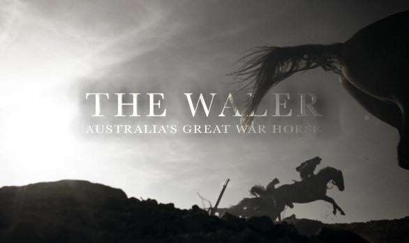 <p>Great War Horses</p>